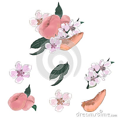 Illustration of an isolated fruit on a peach branch with fruits on a white background. Stock Photo